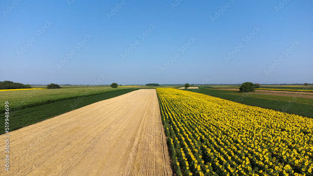 blooming sunflower fields in Vojvodina seen from above