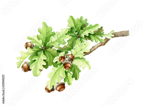 Oak tree branch with acorns on white background. Watercolor illustration. Hand drawn tree element. Oak branch with lush green leaves, acorns photo