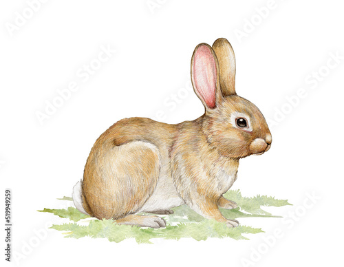 Little cute bunny on the green grass Fototapeta