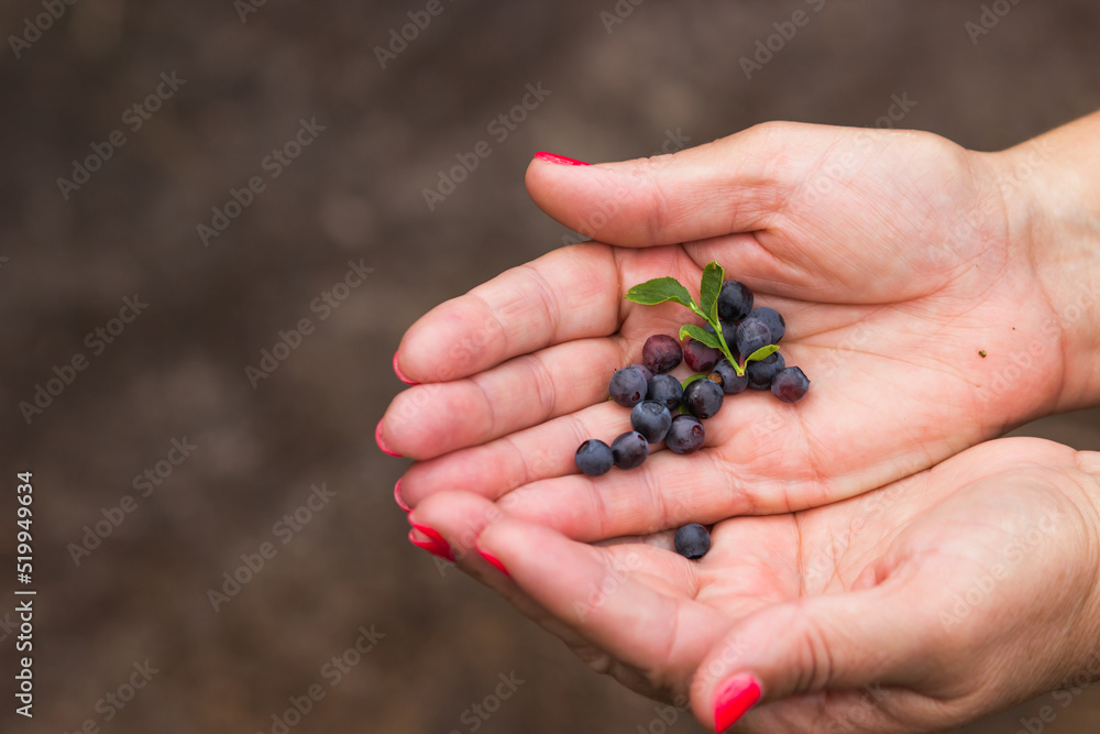 Senior woman's hands holding wild blueberries with green leaves over nature background. Summer harvesting. Senior woman's hands holding wild blueberries with green leaves over nature background. Summer harvesting.