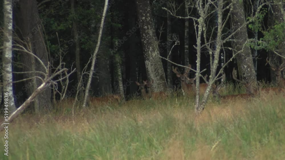 Roe deer graze in the meadow. The animal looks around. A deer is looking for food