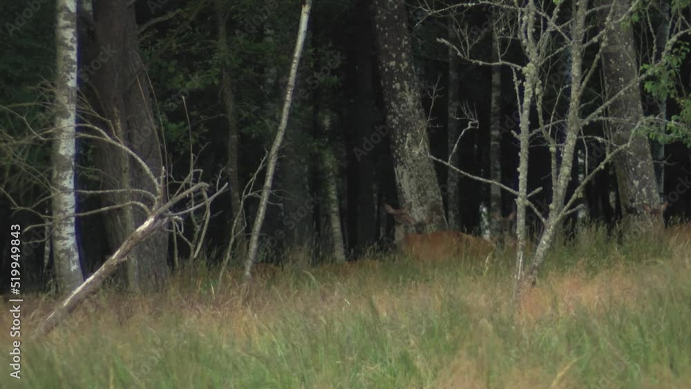Roe deer graze in the meadow. The animal looks around. A deer is looking for food Roe deer graze in the meadow. The animal looks around. A deer is looking for food