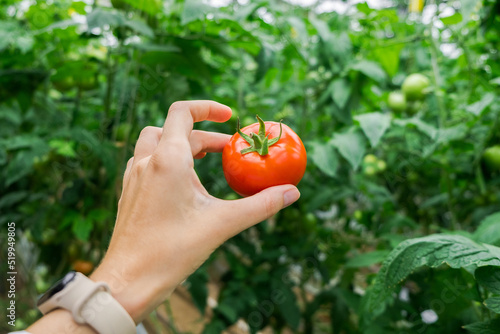 Beautiful red ripe tomato in female hand on greenery background. Tomato production and transportation. Growing tomatoes, Vegetable business, Greenhouse with tomatoes, Successful Farm. photo