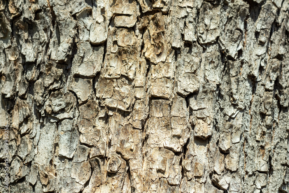 Texture of tree bark with green moss. Old tree background diagonal. Texture of tree bark with green moss. Old tree background diagonal.