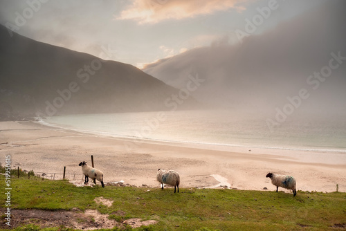 Beautiful nature scene at Keem beach, Achill Island, Ireland. Wool sheep on a grass by the beach early in the morning. Fog over the ocean. Selective focus. Irish landscape. Calm and peaceful mood © mark_gusev