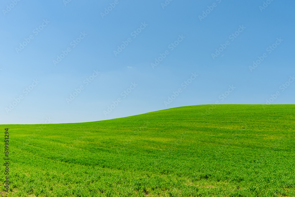 Green wheat spring field landscape with blue sky.Green agrultural field and blue clear day sky.