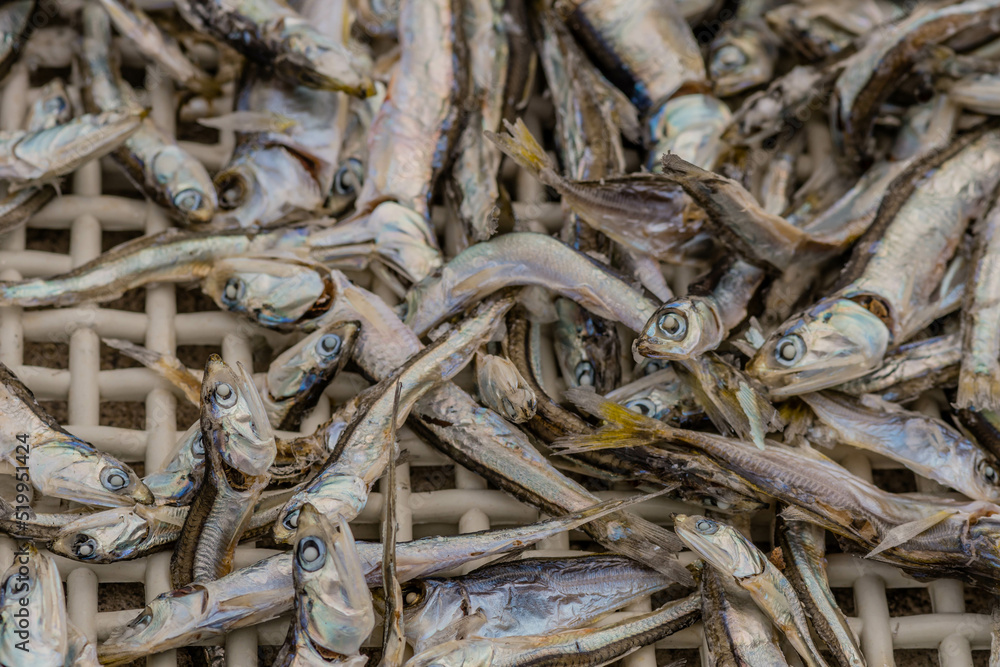 Closeup of anchovies in plastic drying tray.