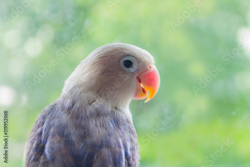 Close up shot of a beautiful parrot Lovebird. Agapornis Fischeri 