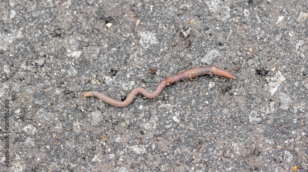 Earthworm on the asphalt road. Earthworm on the asphalt road.