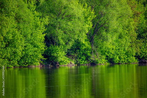 Green trees on the banks of the river.
