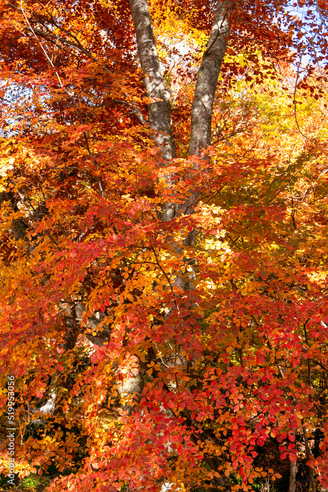 秋の紅葉／イメージ素材