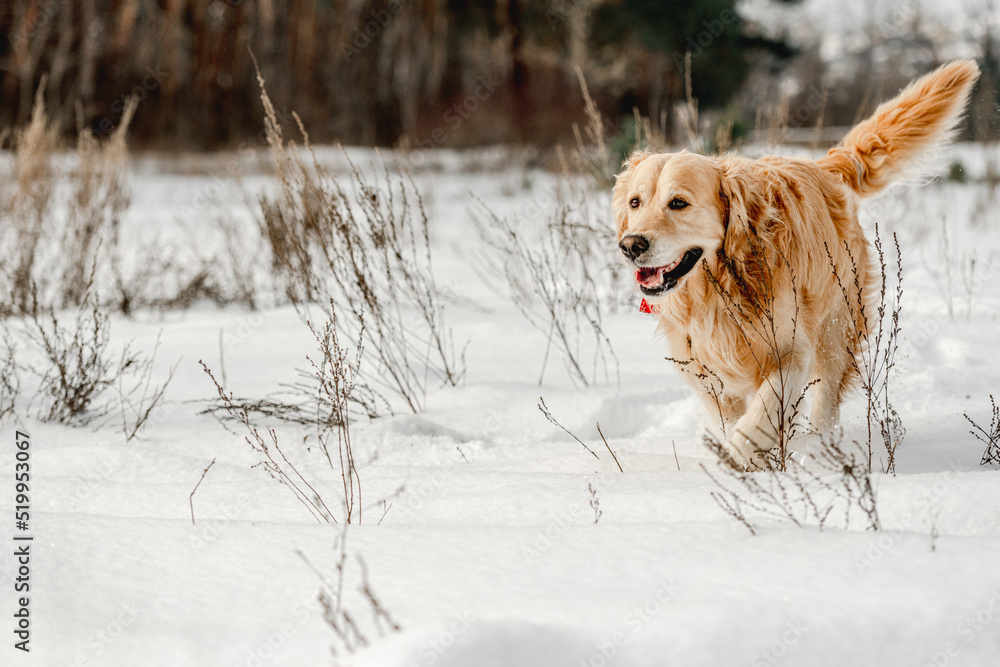 Golden retriever dog in winter time