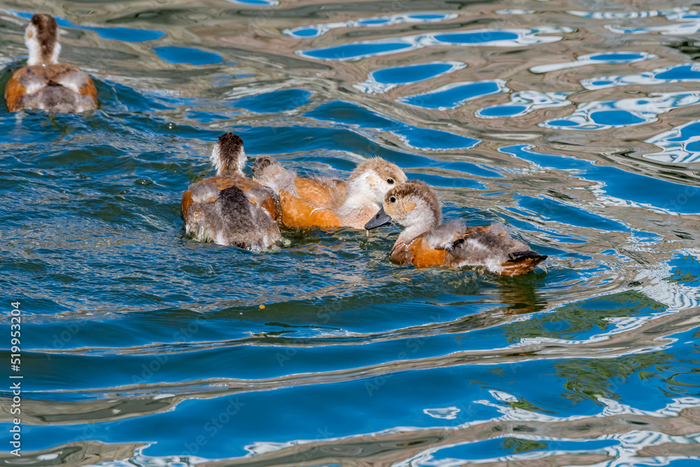 Fototapeta premium Young Ruddy Shelducks (Tadorna ferruginea) in park pond