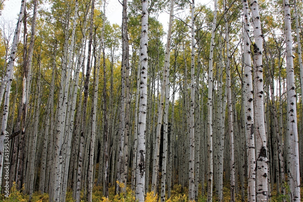 Aspen Trees in Fall Aspen Trees in Fall
