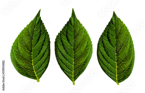 Green leaves of hydrangea isolated on white. Vector illustration of realistic leaves