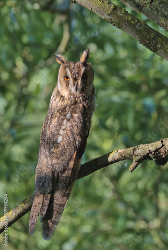 Long-eared owl perched on a branch in the early morning sunlight. photo