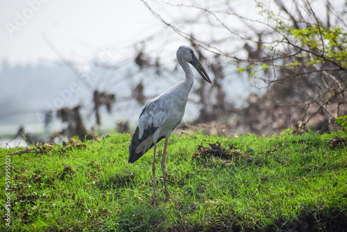 Asian openbill or openbill stork resting near the lake. Large wading bird.