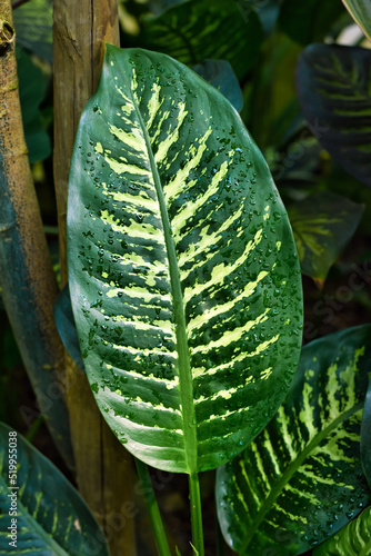 Exotic 'Dieffenbachia Seguine Tropic Snow' houseplant with yellow and green pattern photo