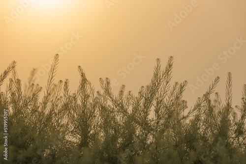 rising sun on clear golden gradient sky wtih green flixweed, tansy mustard grass in blurry foreground photo