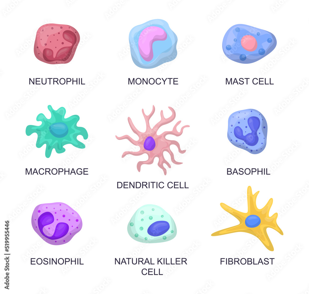 Types of blood cells vector illustrations set. Collection of cartoon ...