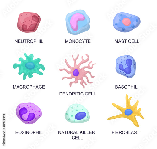 Types of blood cells vector illustrations set. Collection of cartoon drawings of leukocytes, neutrophil, monocyte, basophil, eosinophil, macrophage, dendritic cell. Anatomy, biology, science concept
