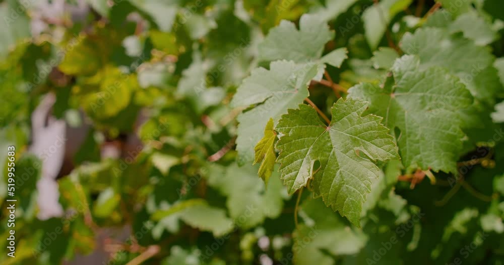 Grape Vine Bright Green Leaves Nature Background. - Selective Focus Grape Vine Bright Green Leaves Nature Background. - Selective Focus