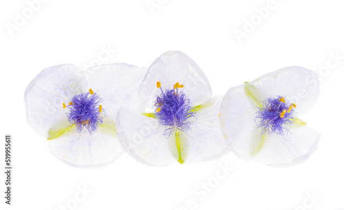 tradescantia flower isolated