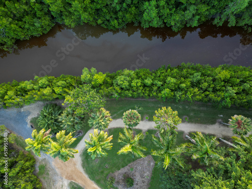 Downward aerial shot of palm trees along a riveres edge in Cairns photo
