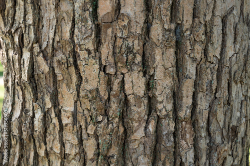 Fototapeta Naklejka Na Ścianę i Meble -  木の樹皮のテクスチャパターン（クスノキ）	
