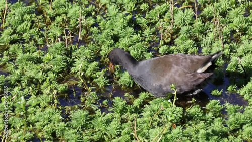 
Australian Dusky Moorhen feeding on water plants photo