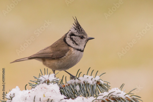 sikora czubatka (Lophophanes cristatus)