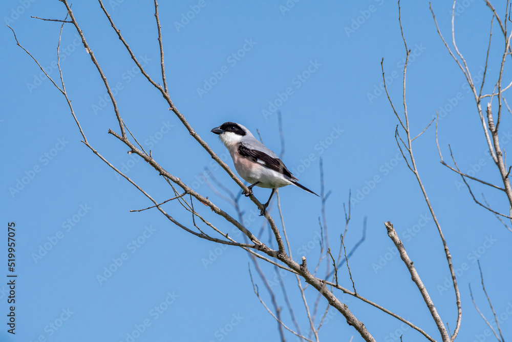Lesser Grey Shrike (Lanius minor) in Caucasus, Republic of Dagestan Lesser Grey Shrike (Lanius minor) in Caucasus, Republic of Dagestan