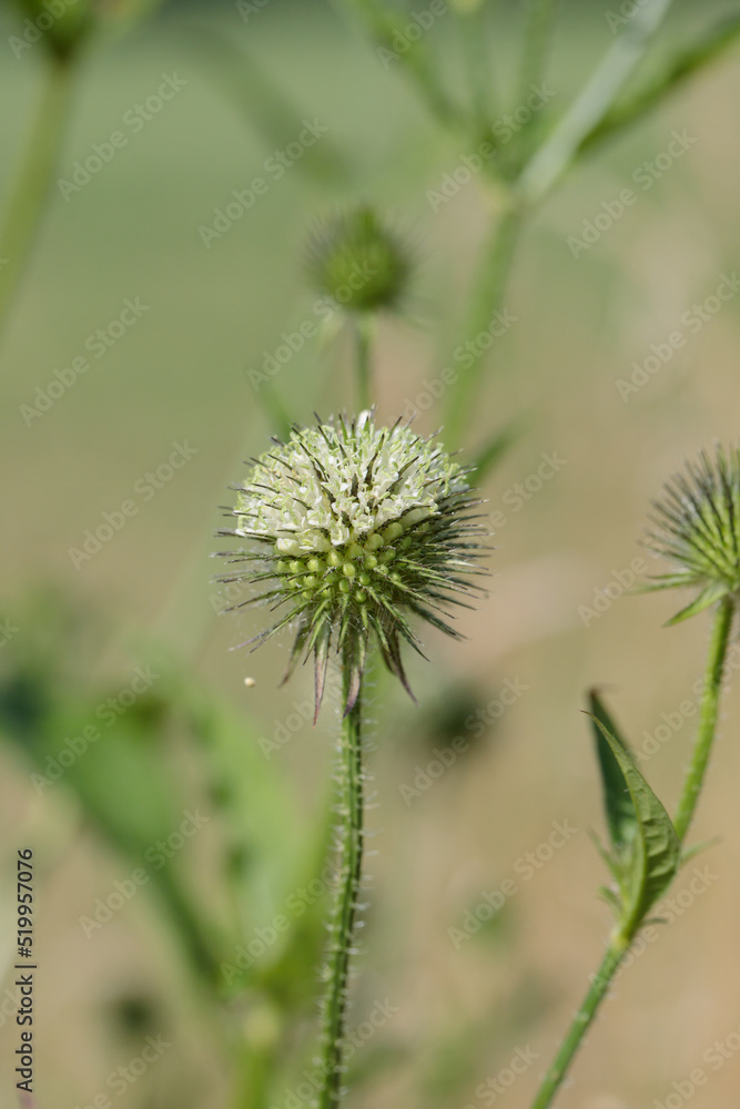 Inflorescence of small teasel (Dipsacus pilosus). Inflorescence of small teasel (Dipsacus pilosus).