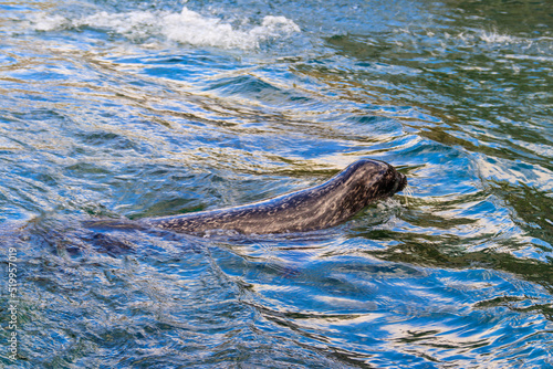 Beautiful seal swimming in water