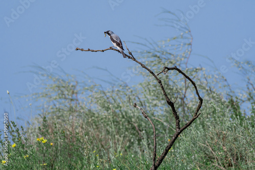 Lesser Grey Shrike (Lanius minor) in Caucasus, Republic of Dagestan
