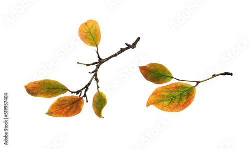 Set of autumn twigs with co...