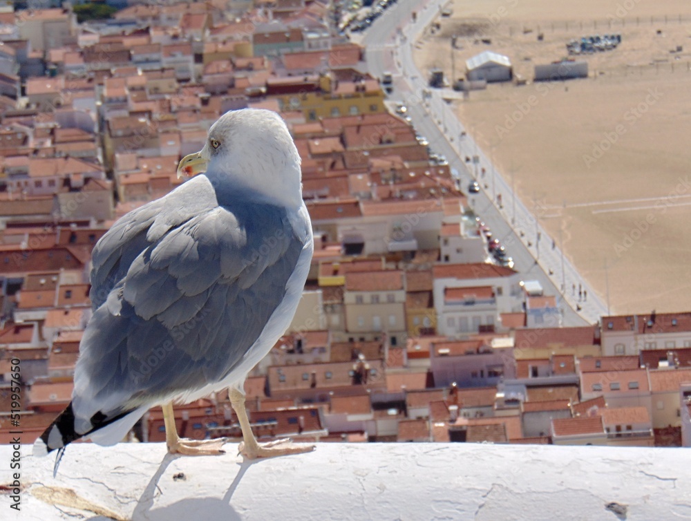 Nazare city view with typical roofs, Centro - Portugal Nazare city view with typical roofs, Centro - Portugal