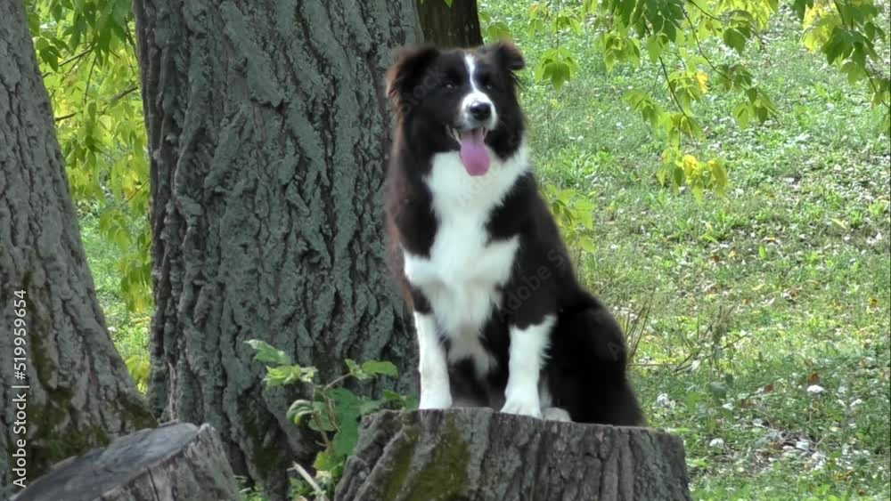 A black-and-white Border Collie dog on a walk in the park A black-and-white Border Collie dog on a walk in the park