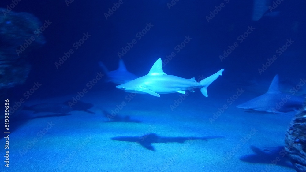 Fototapeta premium Shark