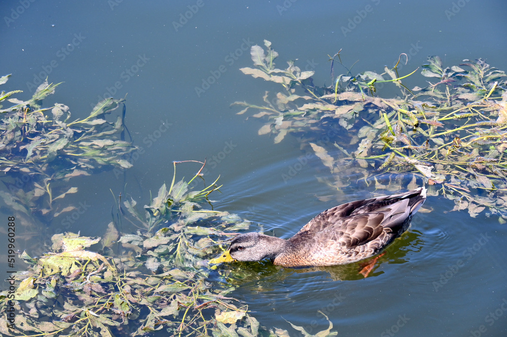 Fototapeta premium Duck looking for food in a picturesque lake