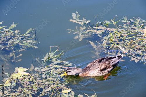 Duck looking for food in a picturesque lake