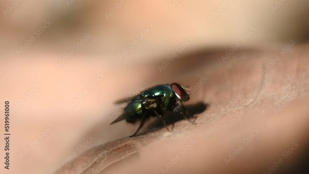 fly HD Videos. insects with shiny bodies. fly HD Videos. insects with shiny bodies.
