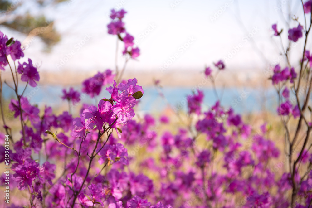 Naklejka premium Purple labrador tea flowers on blur background. Pink wild rosmary defocused photo.