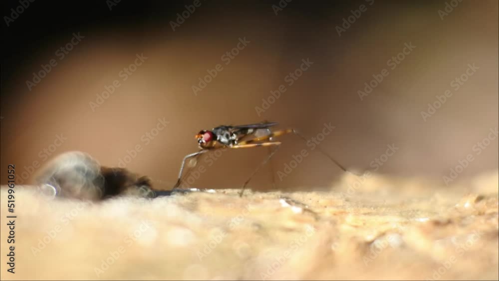 fruit fly slow motion. red insect on the ground fruit fly slow motion. red insect on the ground