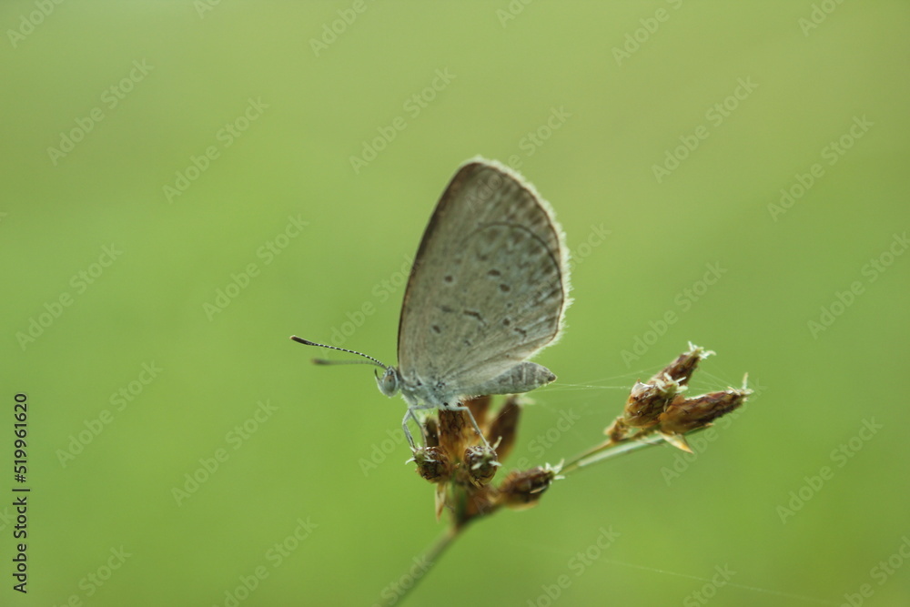 Fototapeta premium butterfly on grass