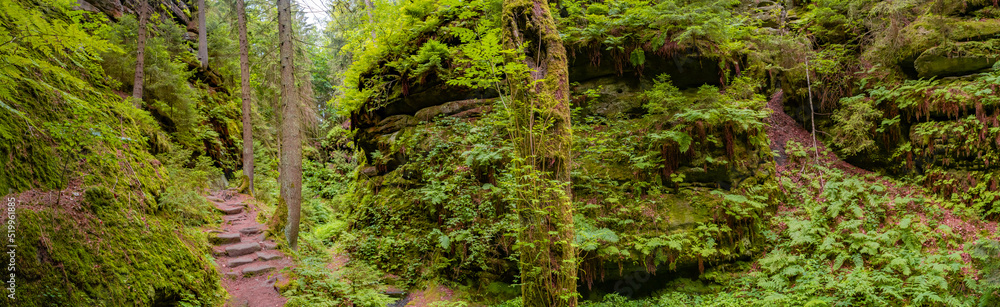 Obraz premium Panoramic over magical enchanted fairytale forest with fern, moss, lichen and sandstone rocks at the hiking trail Devil chamber in the national park Saxon Switzerland near Dresden, Saxony, Germany.