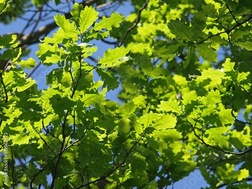 Green oak leaves in the sunlight