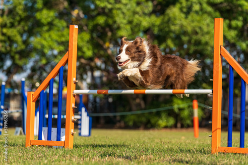 Dog agility competition at the Royal Darwin Show 2022, Australia.