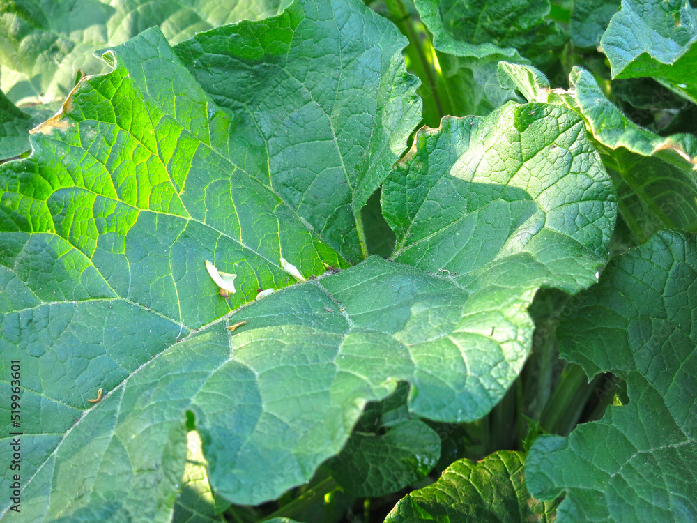 young juicy and powerful broad burdocks grow in spring young juicy and powerful broad burdocks grow in spring