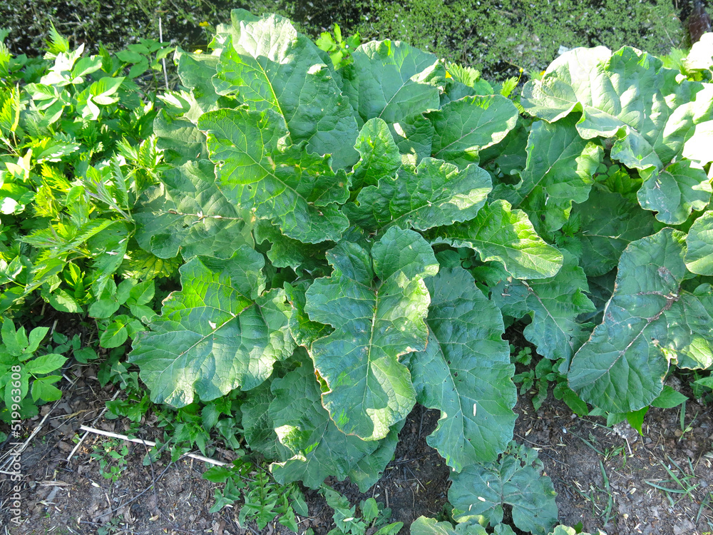 young juicy and powerful broad burdocks grow in spring young juicy and powerful broad burdocks grow in spring